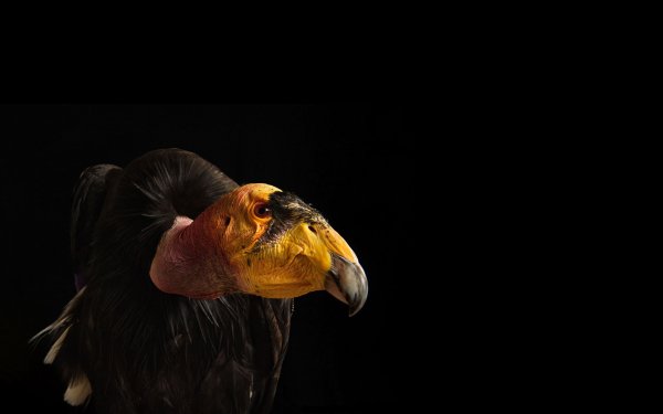 Animal California Condor Birds Birds of prey HD Wallpaper | Background Image