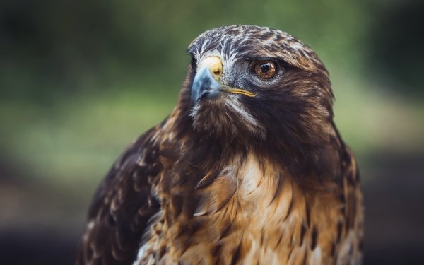 Gyrfalcon Wallpaper and Background Image | 1365x1024 | ID:74676 ...