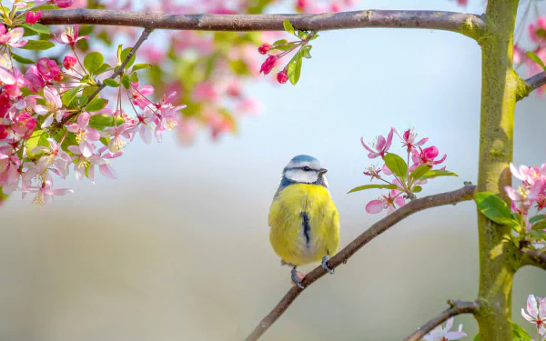 A colorful titmouse perched on a blossoming branch amid spring flowers, captured in HD as a serene passerine bird wallpaper.