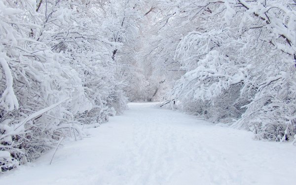 Earth Winter Snow Path Road White HD Wallpaper | Background Image