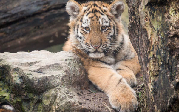 HD wallpaper and background featuring a cute tiger cub resting on a rock amidst a natural, rugged environment.