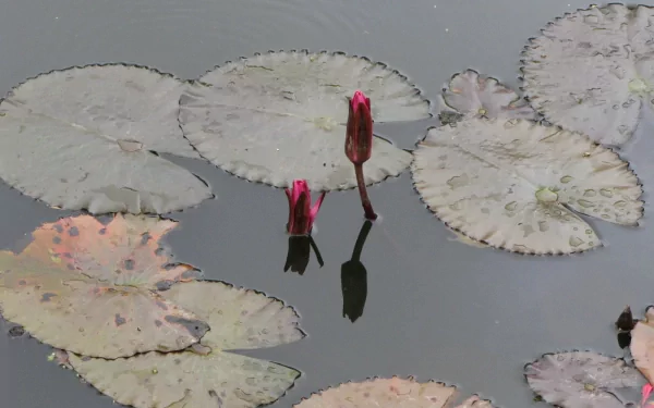 lily pad flower nature water lily aquatic plants HD Desktop Wallpaper | Background Image