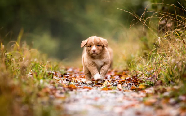 depth of field puppy baby animal dog Animal nova scotia duck tolling retriever HD Desktop Wallpaper | Background Image