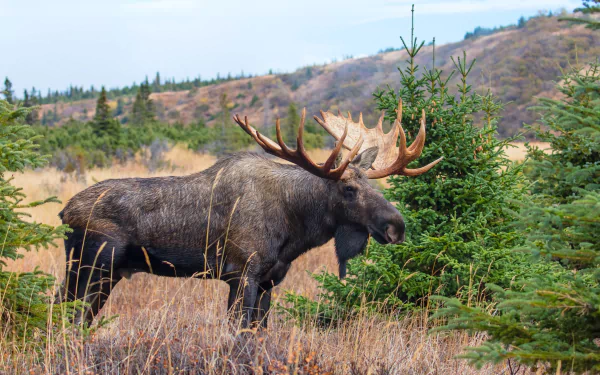 Wild animal moose standing in a grassy meadow with evergreens and rolling hills — 4K Ultra HD PC desktop wallpaper/background.
