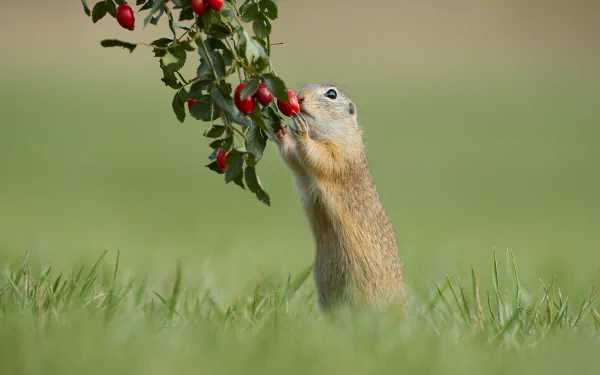  Gopher Eating Berries
