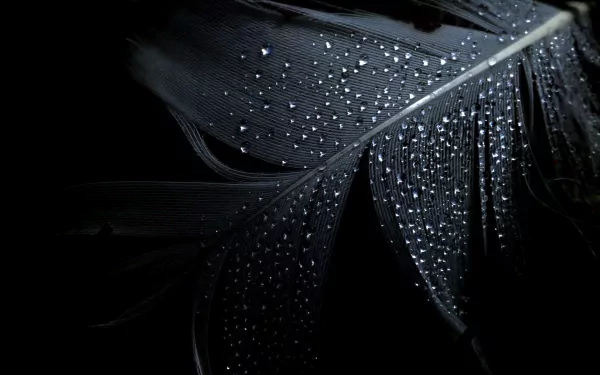 A close-up photograph of a dark feather adorned with glistening water droplets, showcasing intricate details. This high-definition image serves as a striking desktop wallpaper.