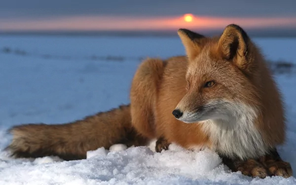 HD desktop wallpaper featuring a fox resting on snow with a stunning sunset in the background.