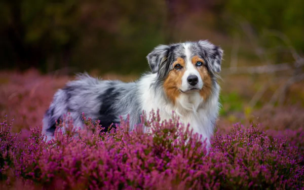 flower heather dog Animal australian shepherd HD Desktop Wallpaper | Background Image