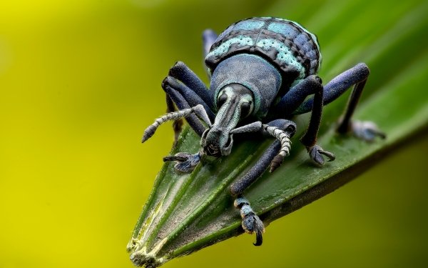 Animal Beetle Macro Insect Weevil HD Wallpaper | Background Image