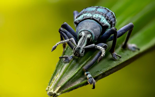 weevil insect macro Animal beetle HD Desktop Wallpaper | Background Image