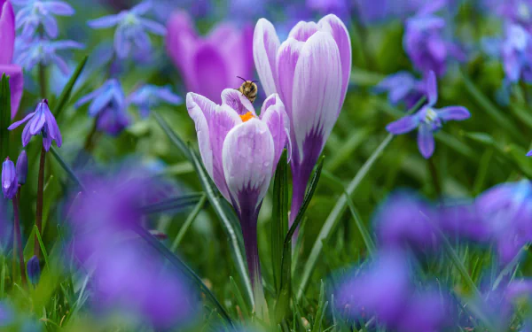purple flower bee spring insect macro flower nature crocus HD Desktop Wallpaper | Background Image