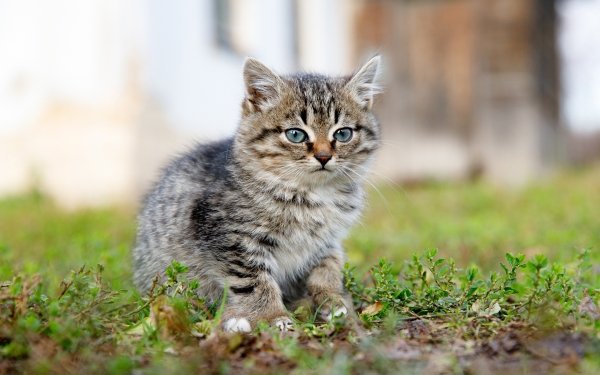 Animal Cat Cats Baby Animal Kitten HD Wallpaper | Background Image