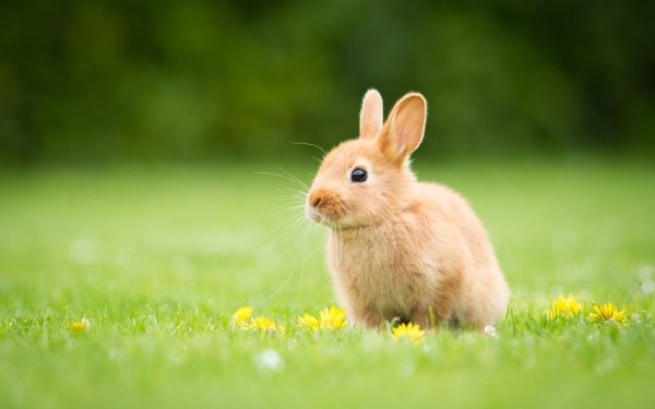 Rabbit HD Wallpaper | Background Image | 1920x1080 | ID:365413