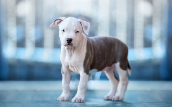 puppy baby animal dog Animal american pit bull terrier HD Desktop Wallpaper | Background Image