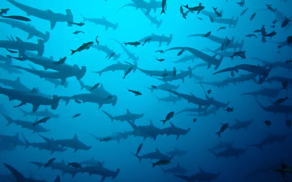 A 4K Ultra HD underwater image of numerous hammerhead sharks swimming among small fish in the deep blue ocean.