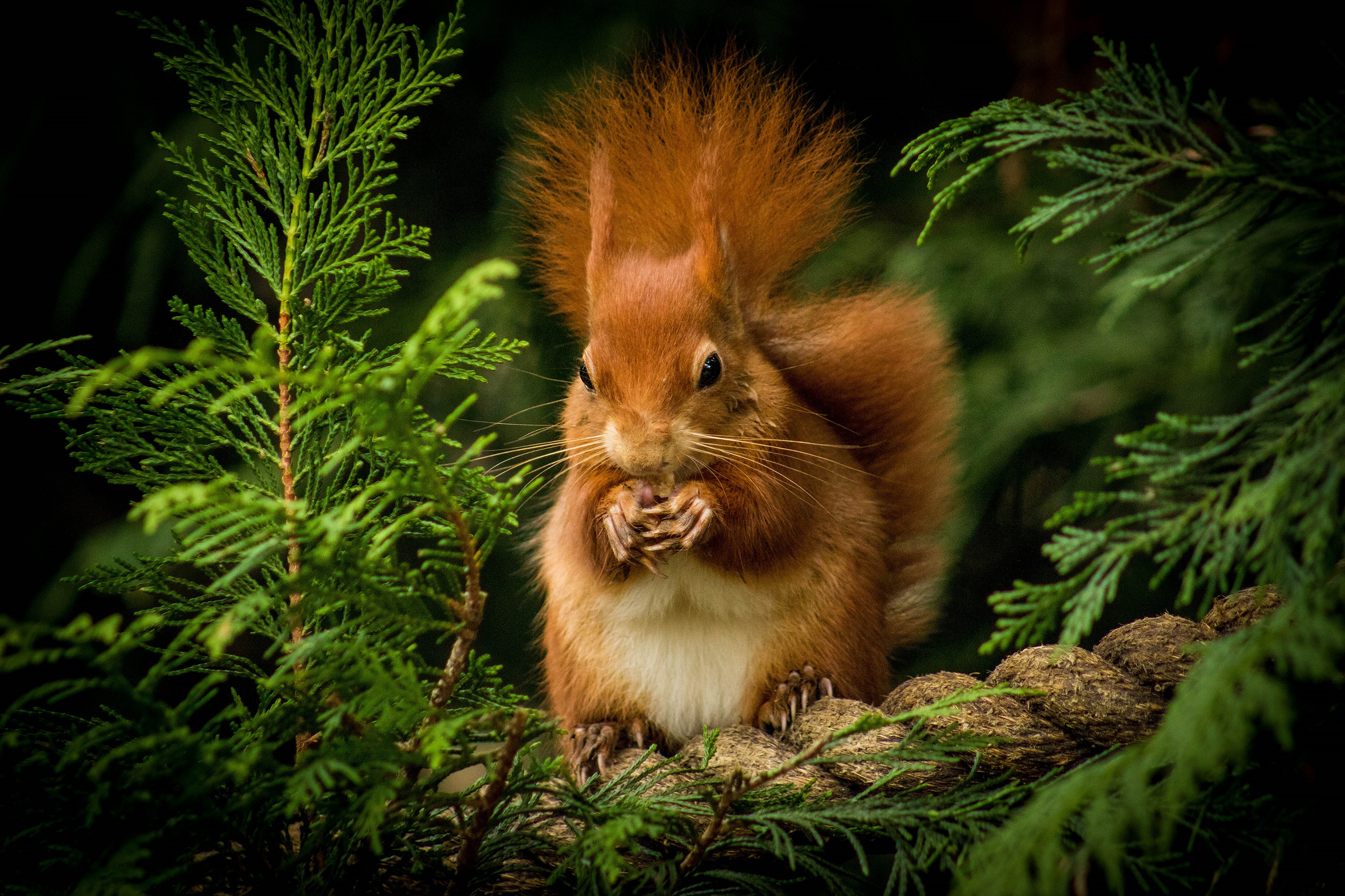 Download Rodent Animal Squirrel HD Wallpaper