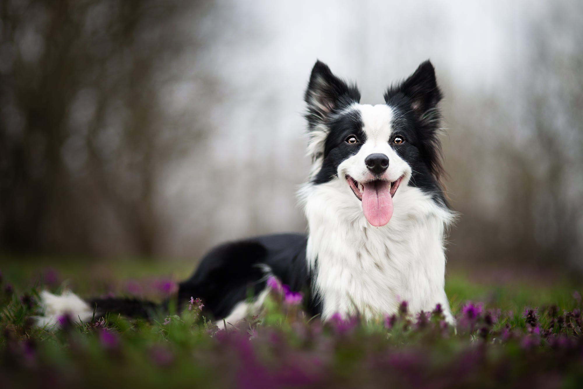 Animal Border Collie HD Wallpaper