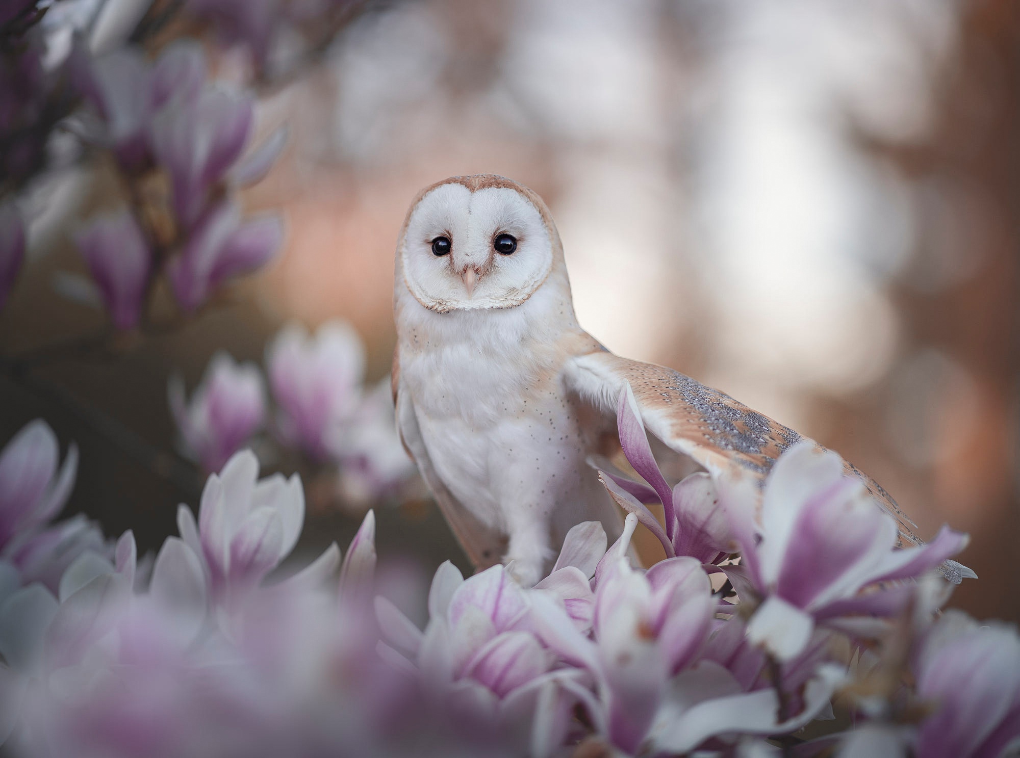 Barn Owl Photos Download The BEST Free Barn Owl Stock Photos  HD Images