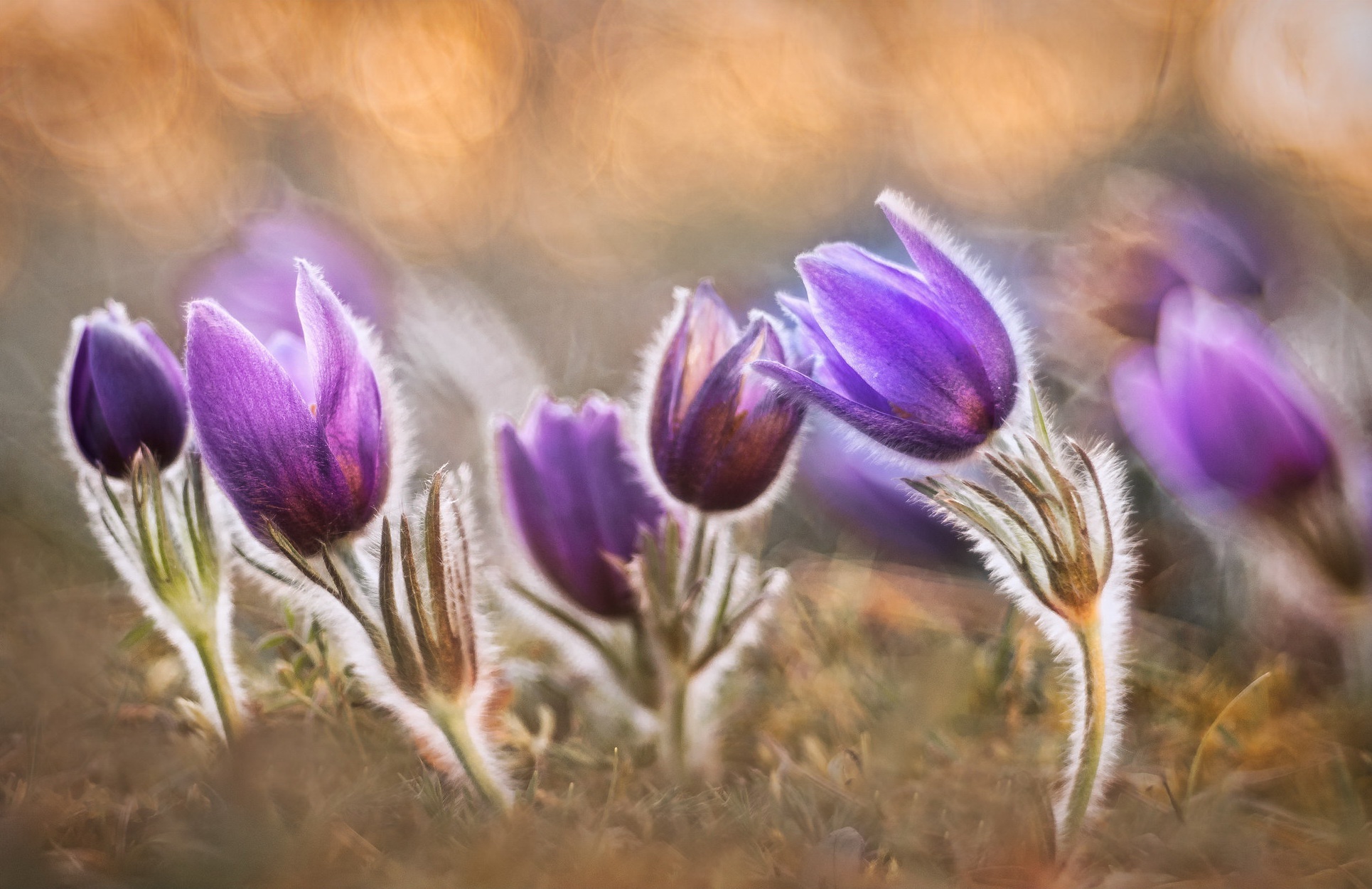 Download Purple Flower Spring Nature Flower Crocus HD Wallpaper