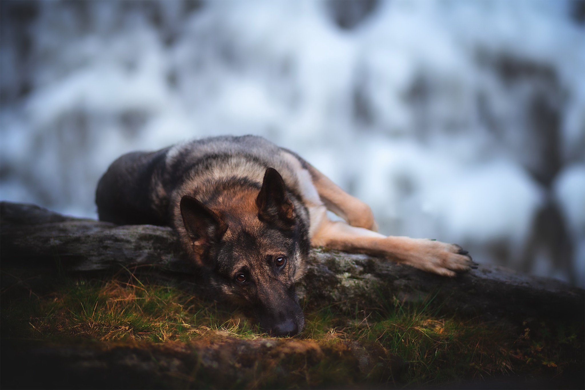 Animal German Shepherd HD Wallpaper