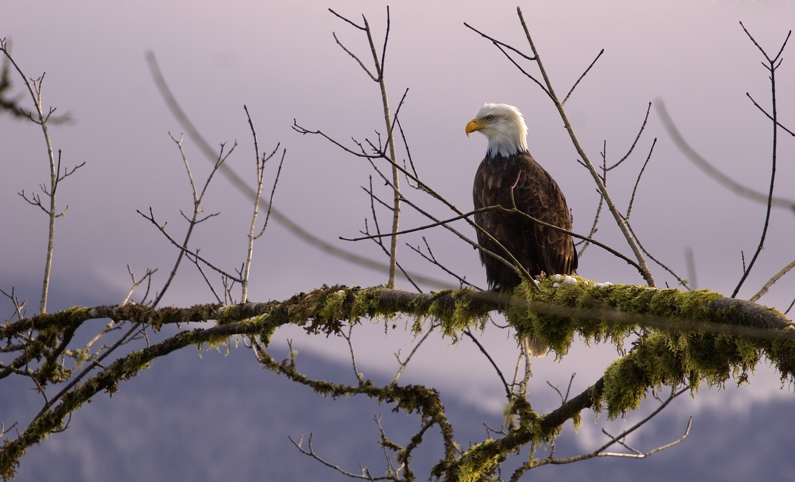 Animal: Eagle desktop wallpaper. A soaring bird of prey with majestic wings against a scenic backdrop.
