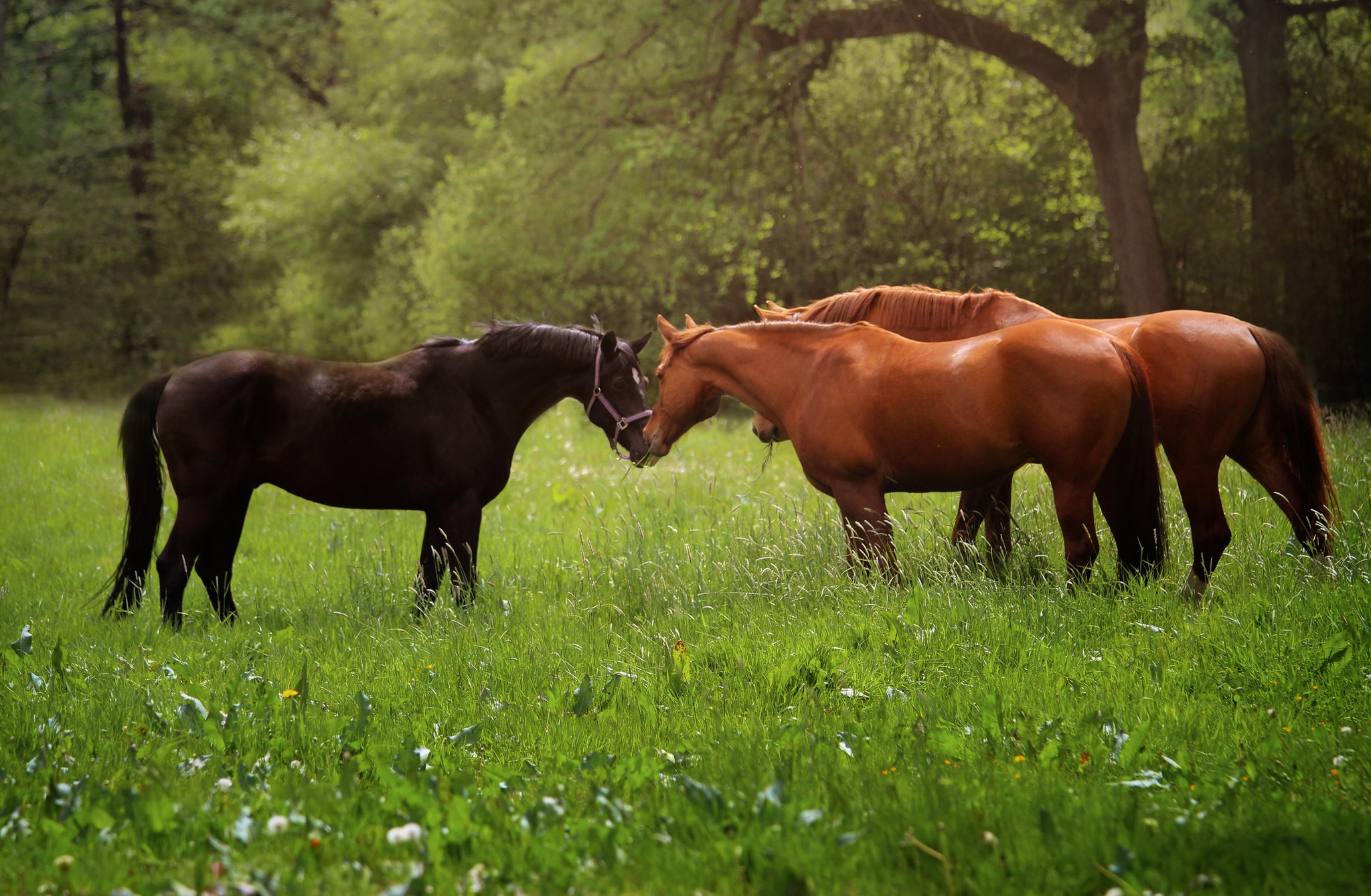 Лошади на природе