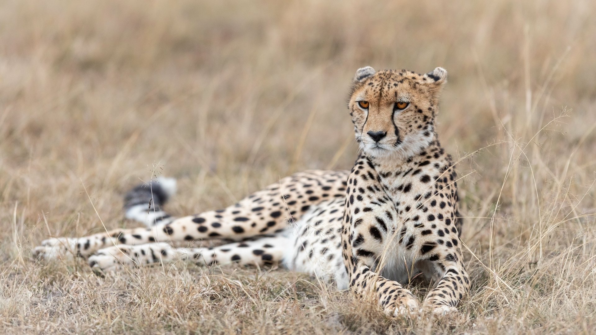 Download Animal Cheetah 4k Ultra HD Wallpaper