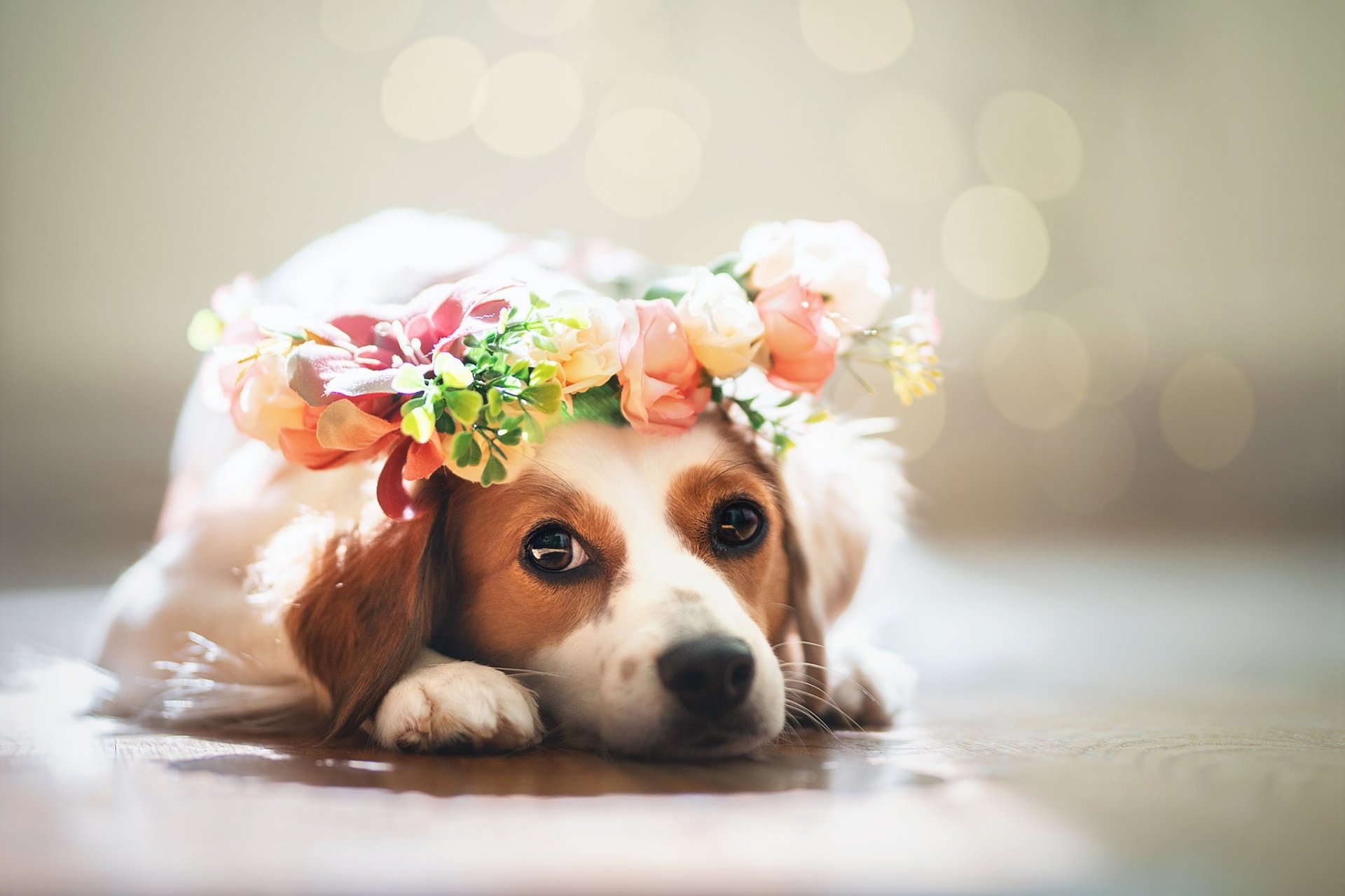 Download Wreath Animal Dog HD Wallpaper