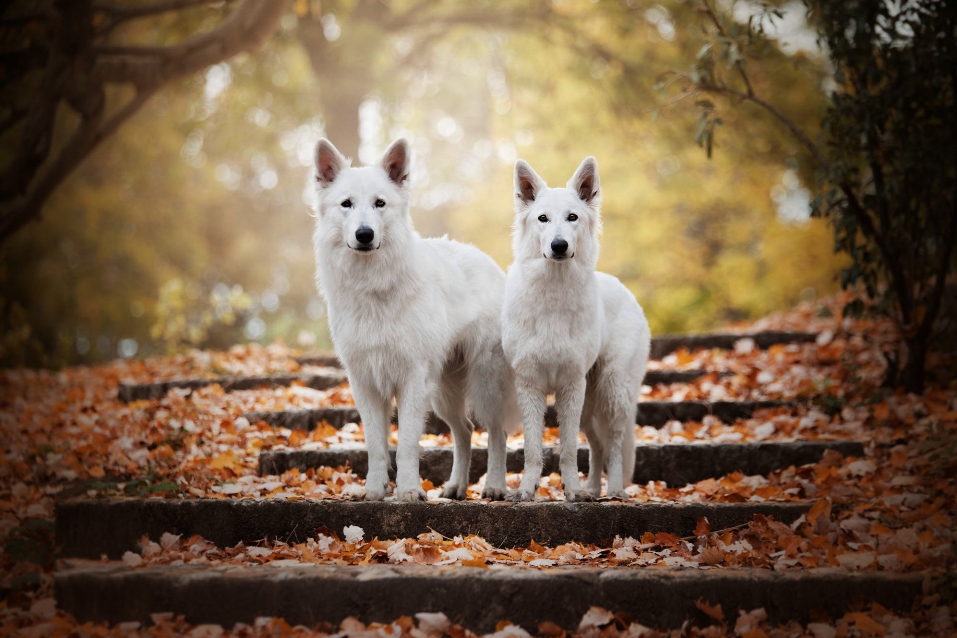 Two white Swiss Shepherd dogs stand on leaf-covered steps in a fall setting, captured with a shallow depth of field in this HD desktop wallpaper.