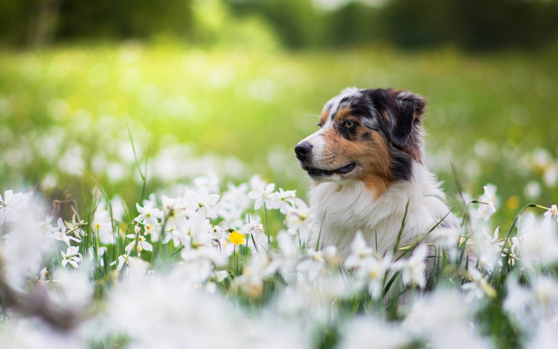 Download Spring White Flower Flower Dog Animal Australian Shepherd HD ...