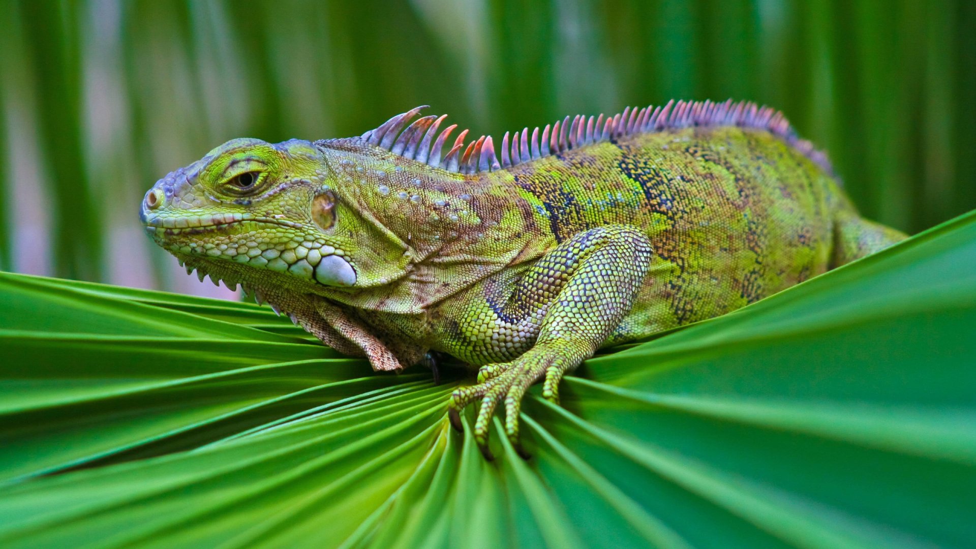 Green Iguana HD Wallpaper