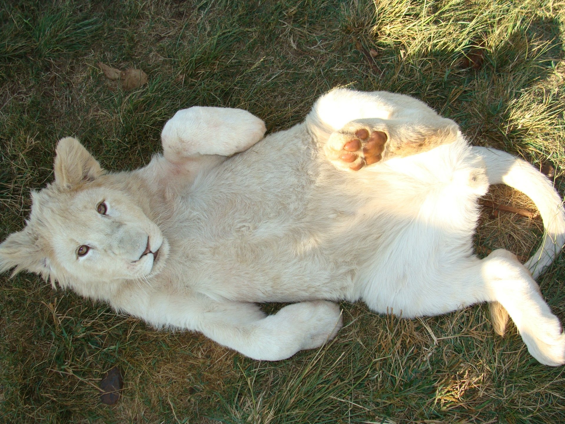 Playful white lion sprawled on grass, looking at camera — 2K Quad HD PC desktop wallpaper and background, animal wildlife close-up.