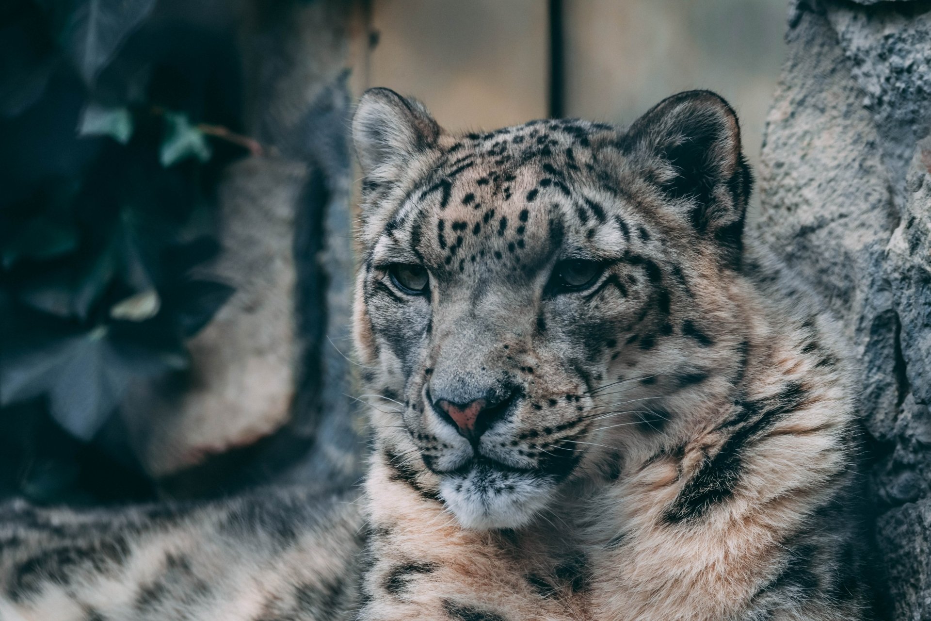 Download Animal Snow Leopard 4k Ultra HD Wallpaper by Kevin Bidwell