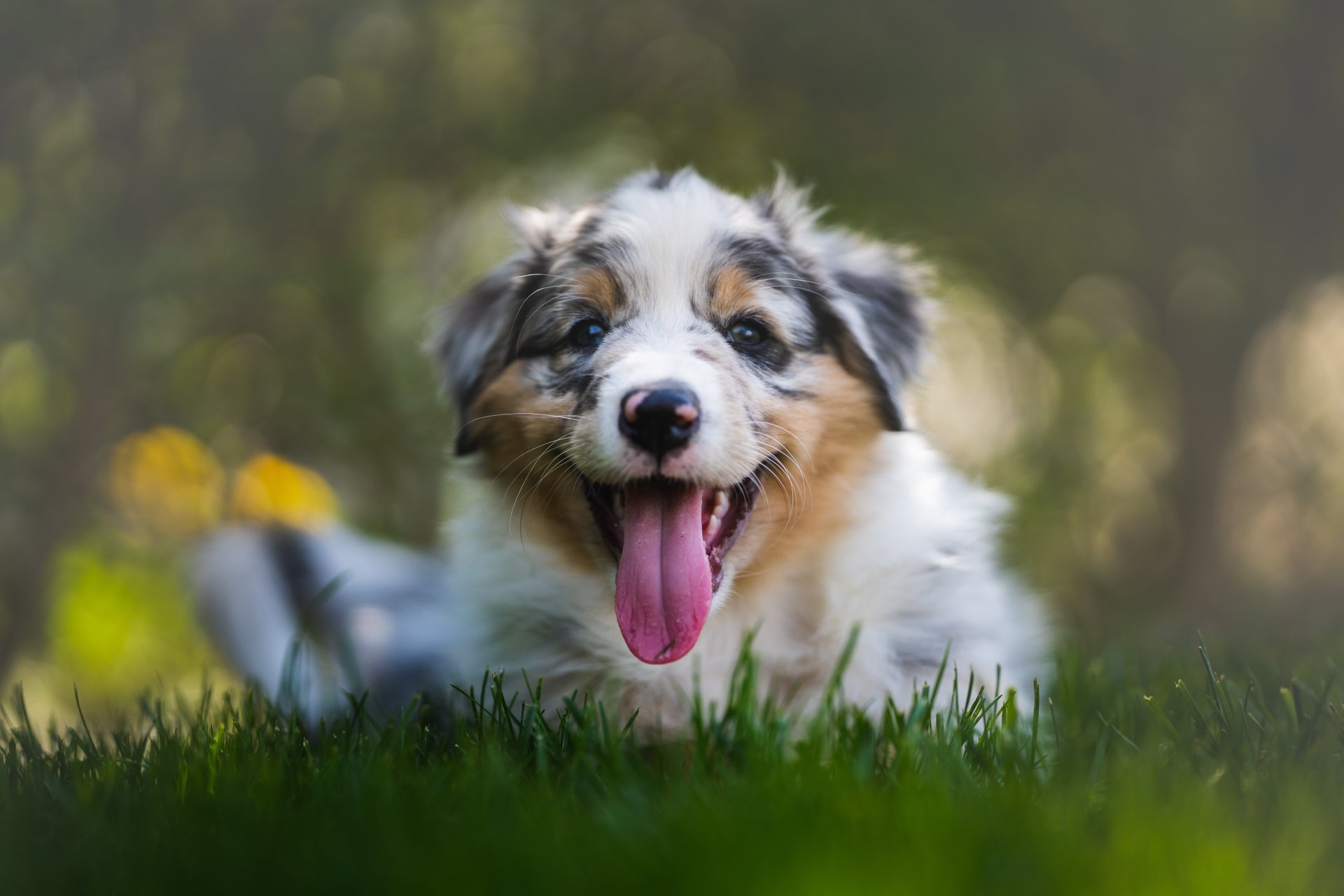 Download Baby Animal Puppy Dog Animal Border Collie 4k Ultra HD Wallpaper