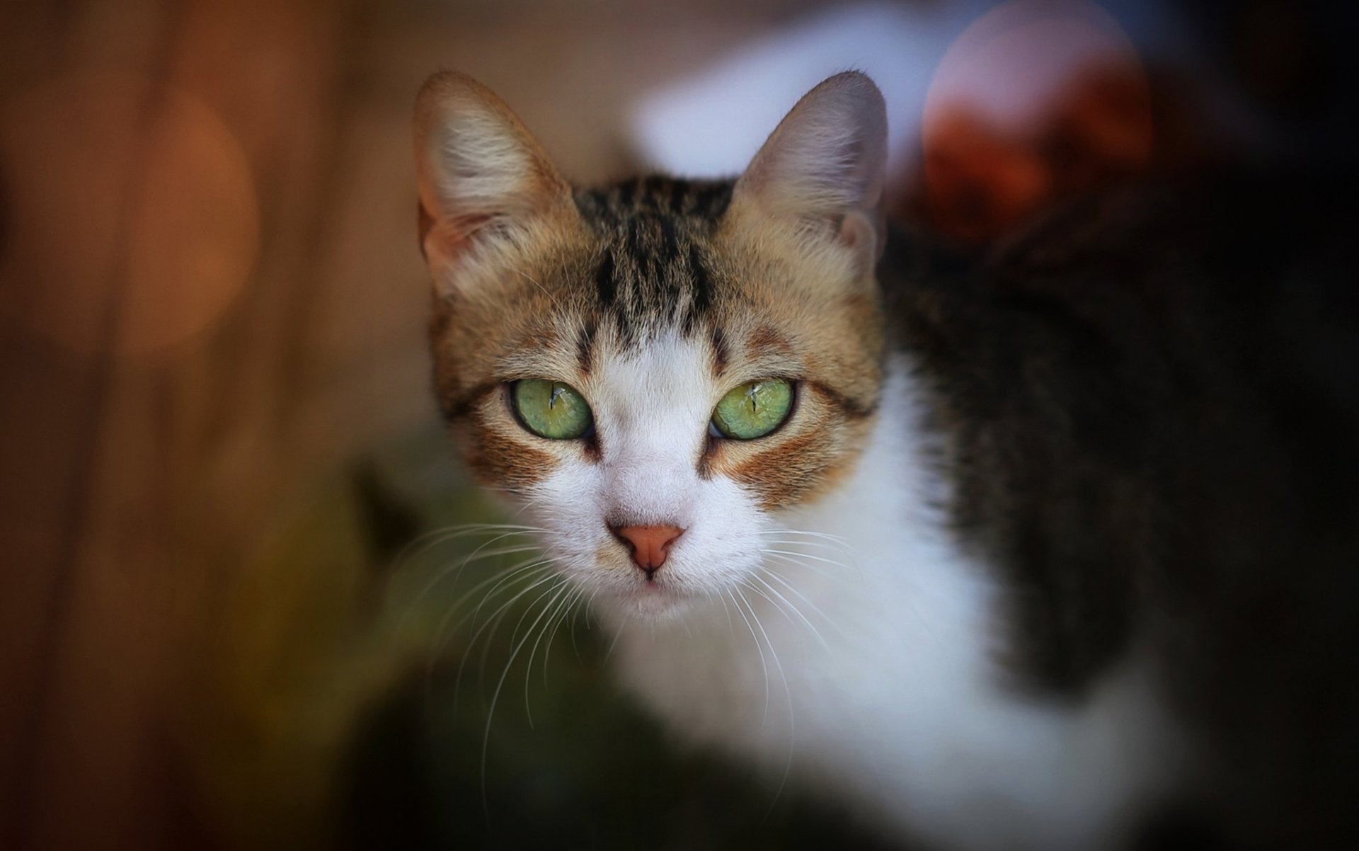 Download Stare Animal Cat HD Wallpaper | 2048x1282 | Wallpaper Abyss