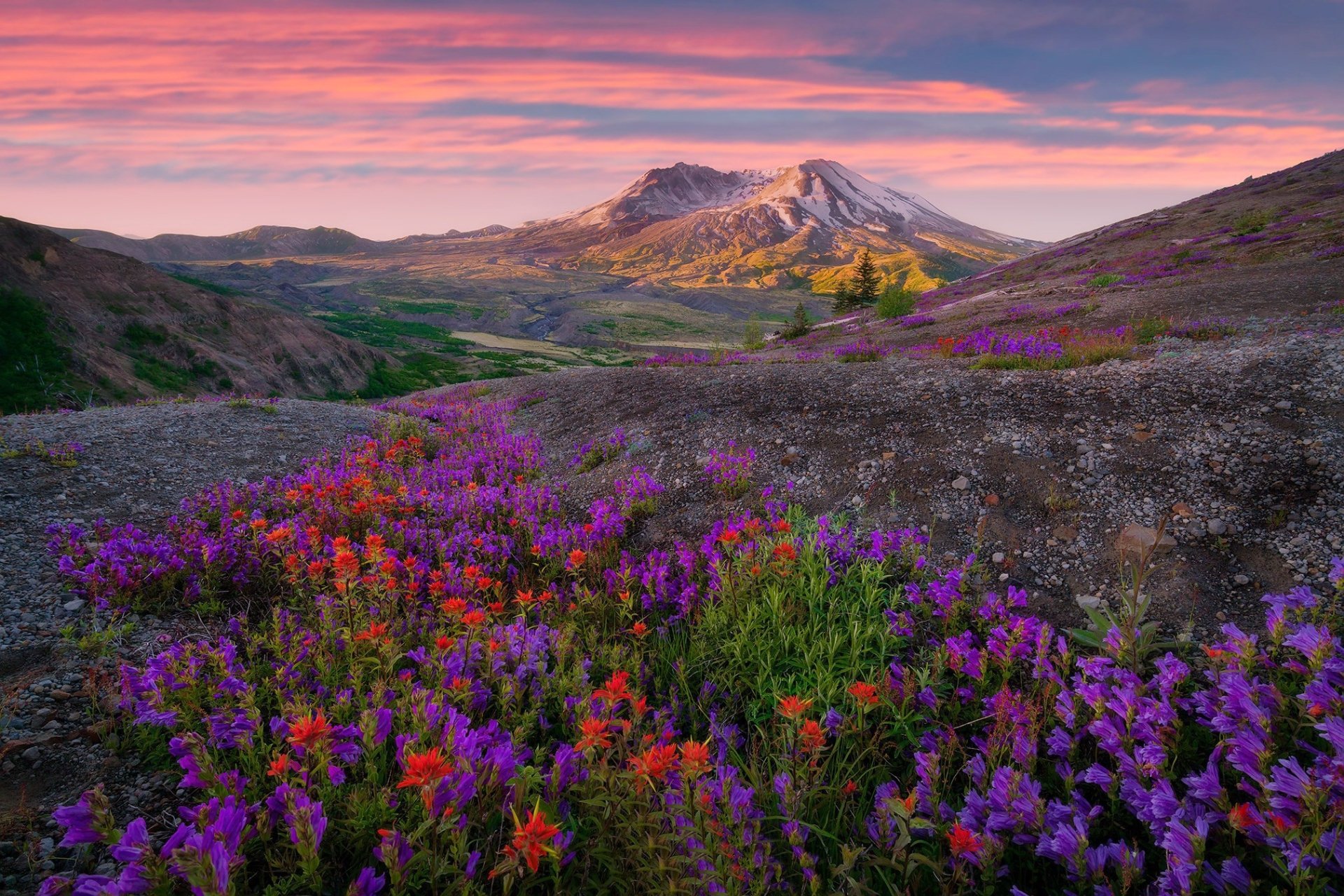 Download Mountain Purple Flower Nature Wildflower Sunrise Landscape HD ...