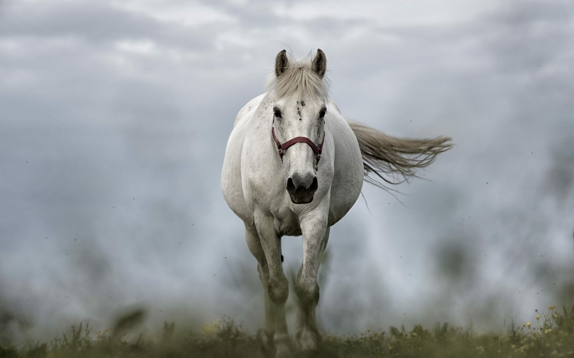 A stunning 4K Ultra HD desktop wallpaper of a white horse running through a misty field, capturing dynamic motion and natural beauty.