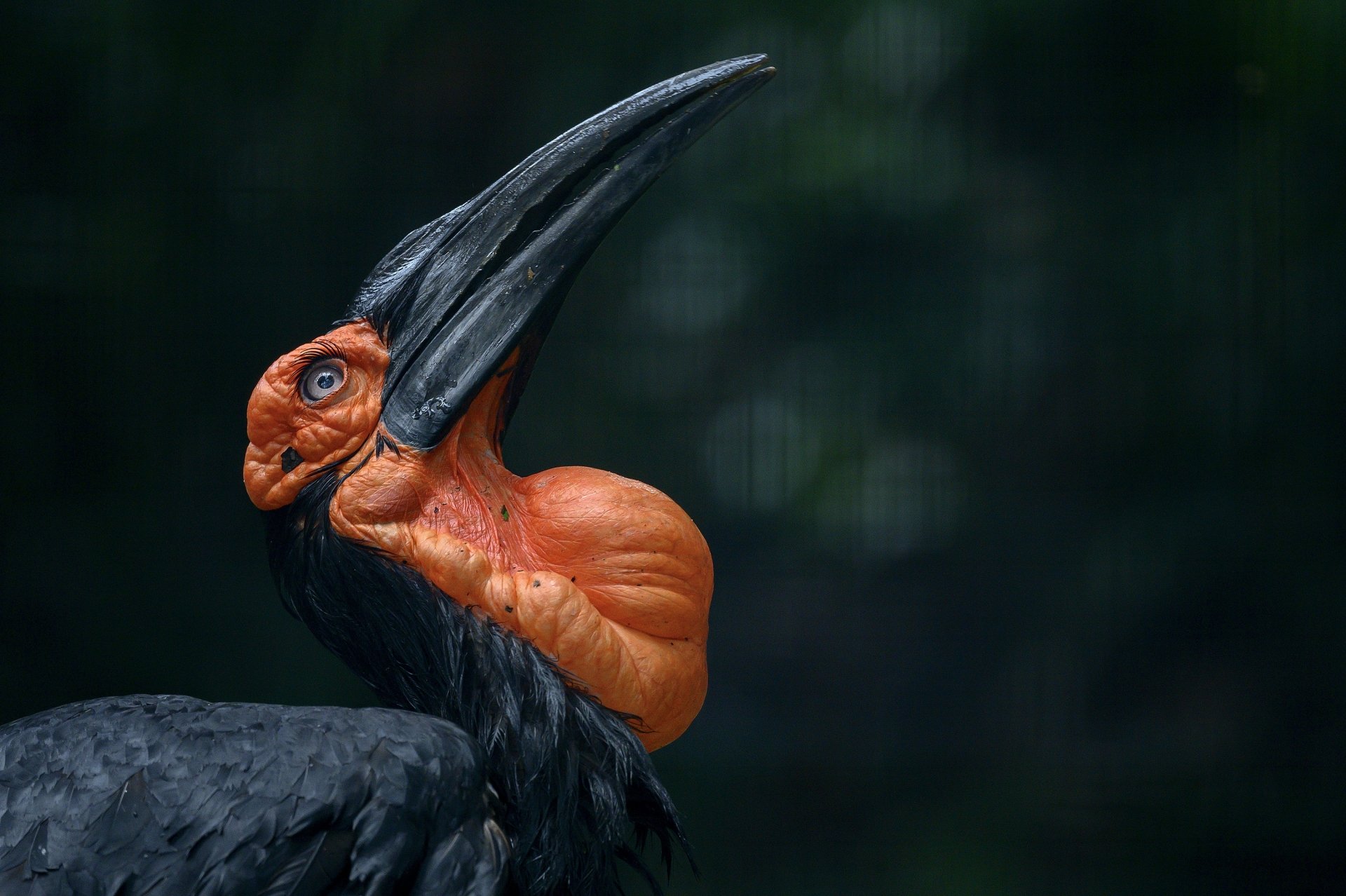 Download Beak Bird Animal Southern Ground Hornbill HD Wallpaper