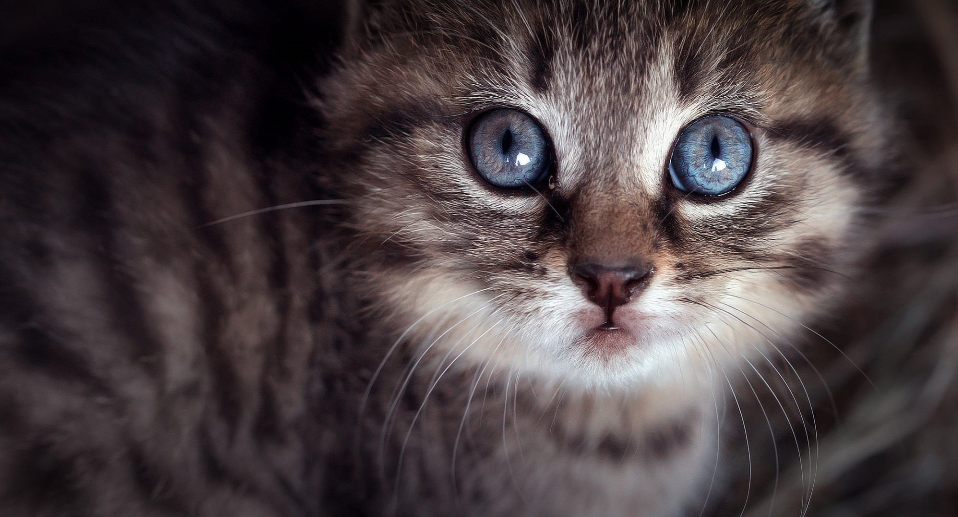 Blue-Eyed Kitten