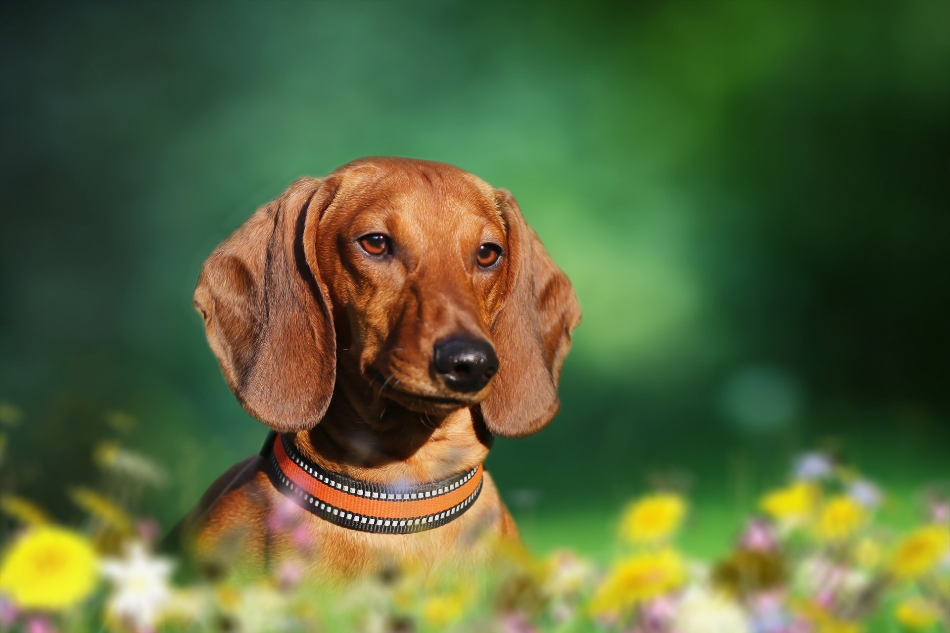 Animal Dachshund HD Wallpaper