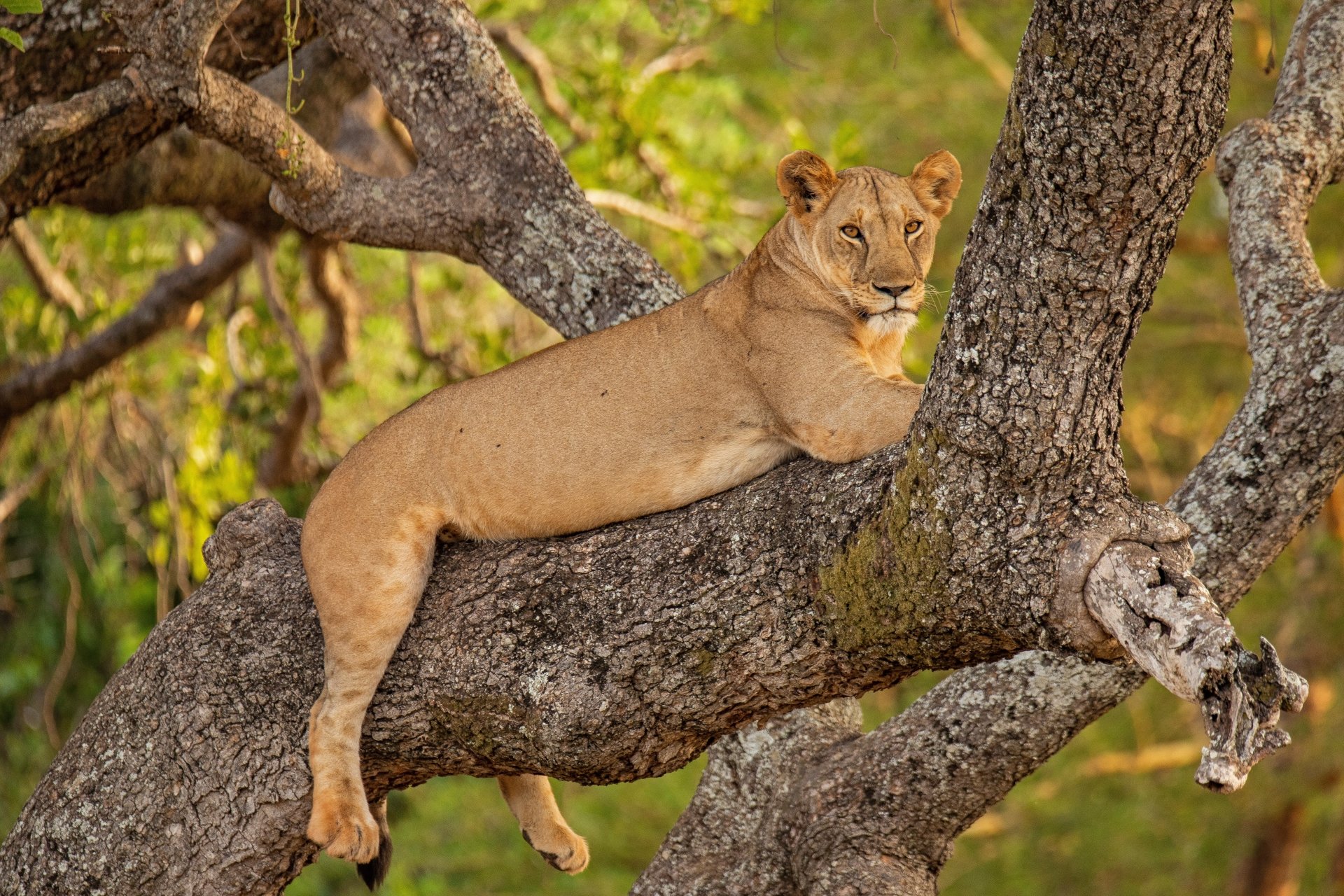 5K Ultra HD PC desktop wallpaper: a lion sprawled on a tree branch, warm golden light and lush green background.