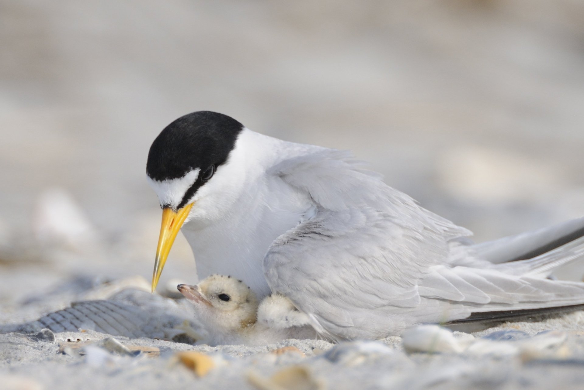 Download Least Tern Chick Bird Animal Tern HD Wallpaper by Walker Golder