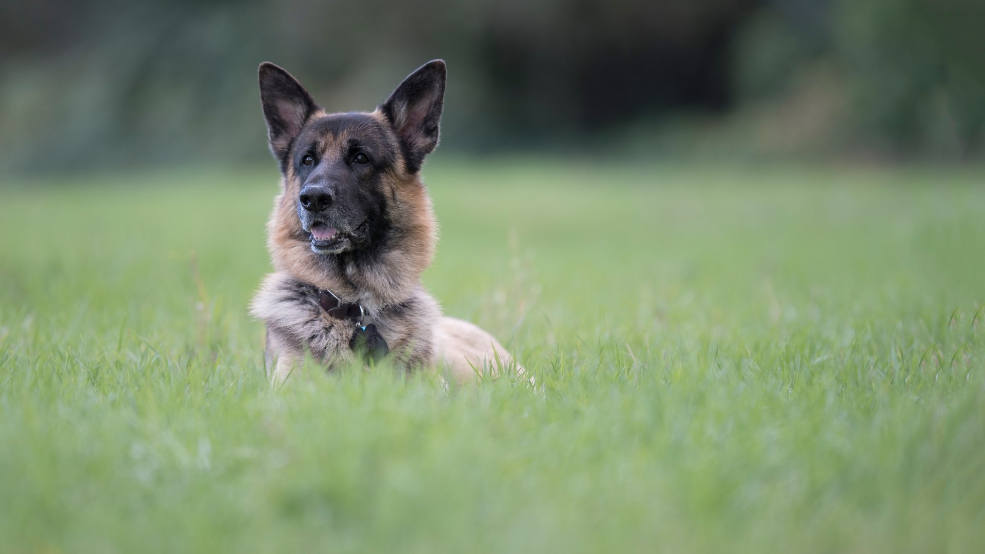 Download Depth Of Field Dog Animal German Shepherd 4k Ultra HD Wallpaper