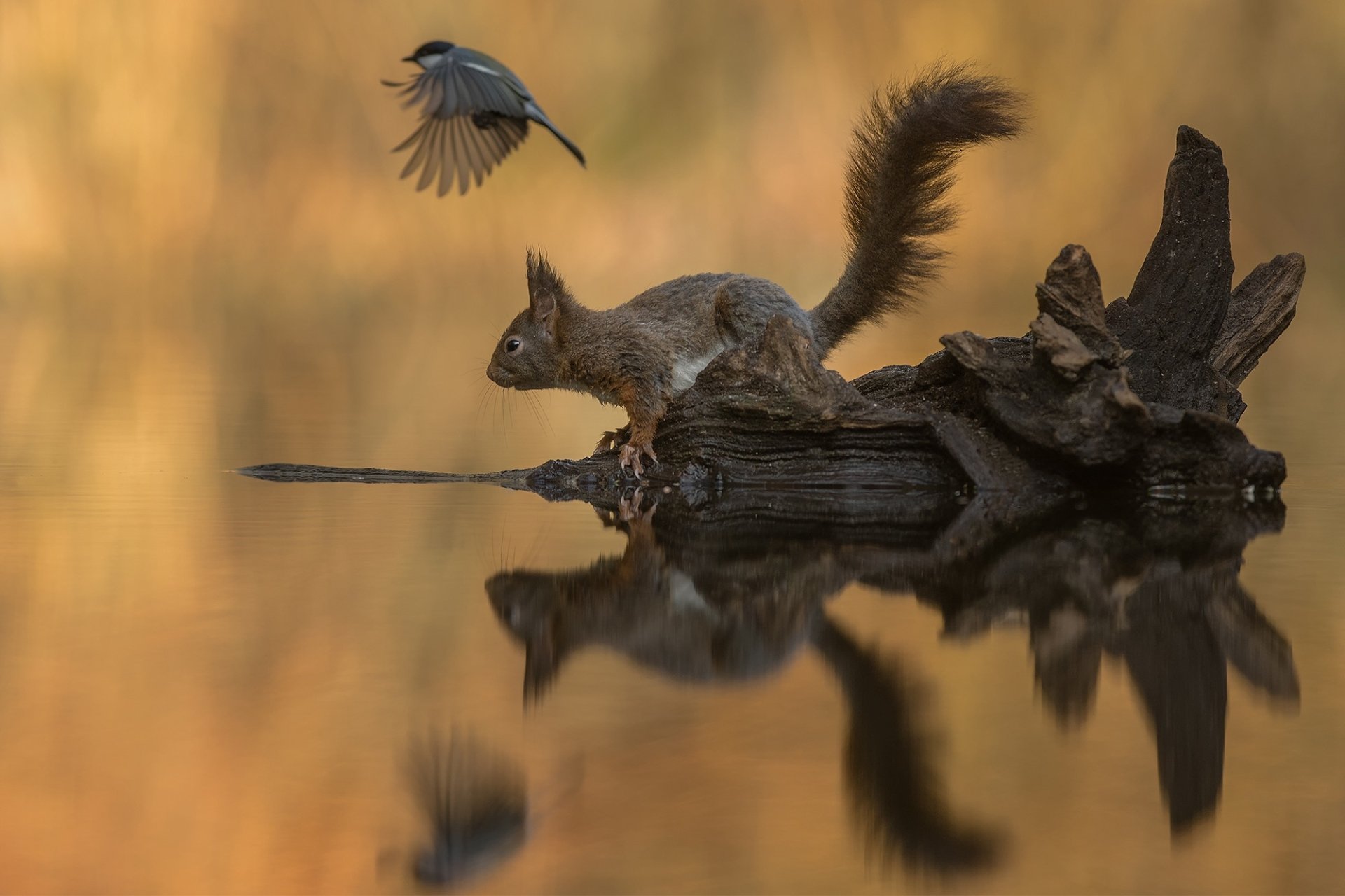 Download Reflection Rodent Animal Squirrel HD Wallpaper