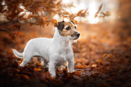 HD desktop wallpaper of a Jack Russell Terrier puppy (baby animal) standing on fall leaves, a small white dog surrounded by warm autumn colors.