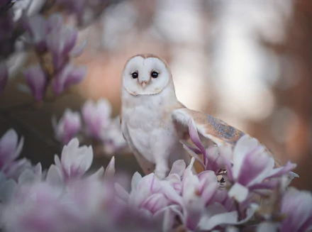 A barn owl perched among blooming magnolia flowers, creating a serene and detailed HD desktop wallpaper featuring blossom, bird, and animal elements.