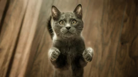 HD PC desktop wallpaper background featuring a gray cat (animal) mid-jump over a wooden floor, paws raised and wide-eyed.