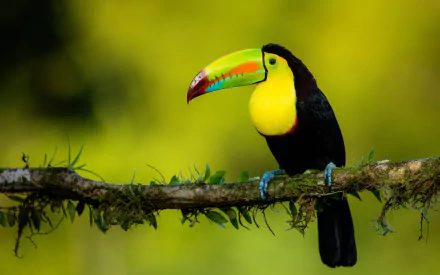 A vibrant toucan with a colorful beak perched on a mossy branch, captured in stunning 4K Ultra HD, set against a lush green blurred background.