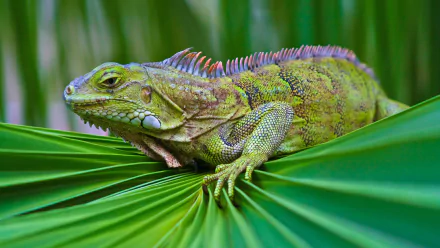 A green iguana rests on vibrant green leaves, highlighted against a lush background. This HD desktop wallpaper captures the intricate details of the reptile and its natural habitat.