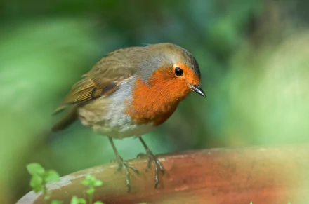 passerine bird Animal robin HD Desktop Wallpaper | Background Image